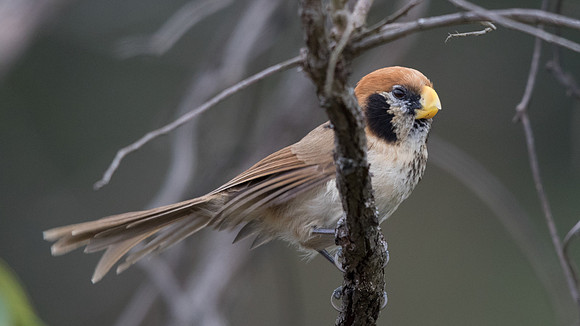 Spot-breasted parrotbill (Paradoxornis guttaticollis) Male