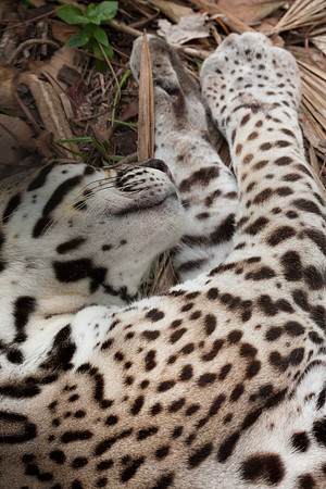 Ocelot (Leopardus pardalis) captive