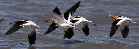 American Avocet (Recurvirostra americana)
