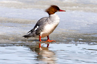 Common Merganser (Mergus merganser) Hen; also known as Goosander