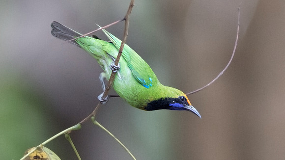Golden-fronted leafbird (Chloropsis aurifrons)