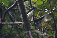 Bay-breasted Warbler (Dendroica castanea)