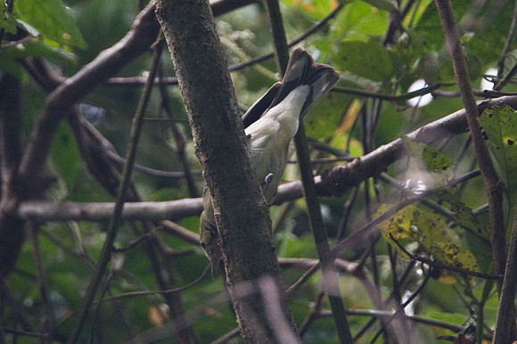 Bay-breasted Warbler (Dendroica castanea)