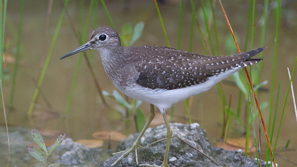 Solitary Sandpiper (Tringa solitaria)