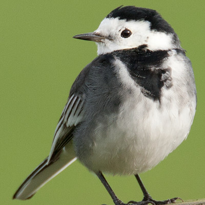 White Wagtail (motacilla alba yarrellii)