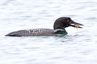 Great Northern Loon (Gavia immer) also known as Common Loon or Great Northern Diver