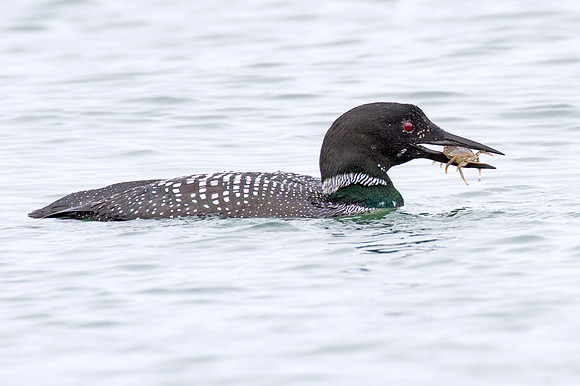 Great Northern Loon (Gavia immer) also known as Common Loon or Great Northern Diver