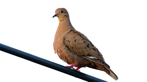 Mourning Dove (Zenaida macroura)