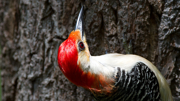 Red-bellied Woodpecker (Melanerpes carolinus) Male