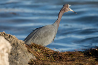 Little Blue Heron (Egretta caerulea)