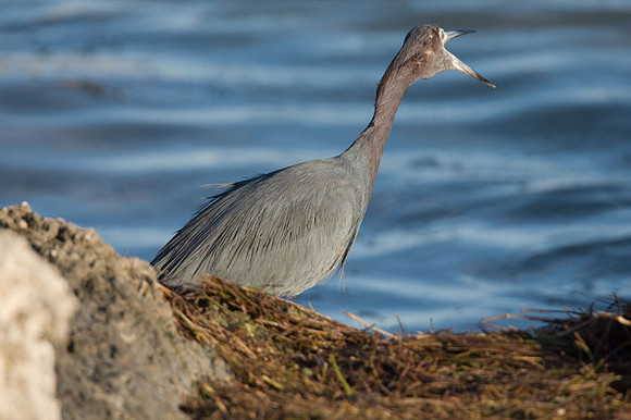 Little Blue Heron (Egretta caerulea)