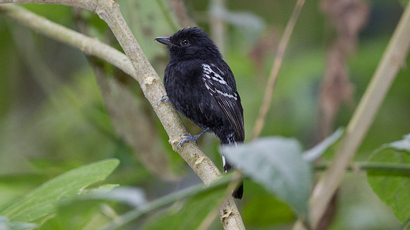 Variable Antshrike (Thamnophilus caerulescens)