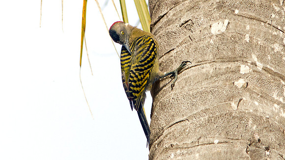 Hispaniolan Woodpecker (Melanerpes striatus)