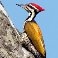 Common flameback (Dinopium javanense) Male