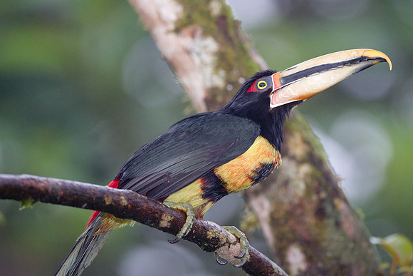 Collared Aracari (Pteroglossus torquatus), pale mandibled