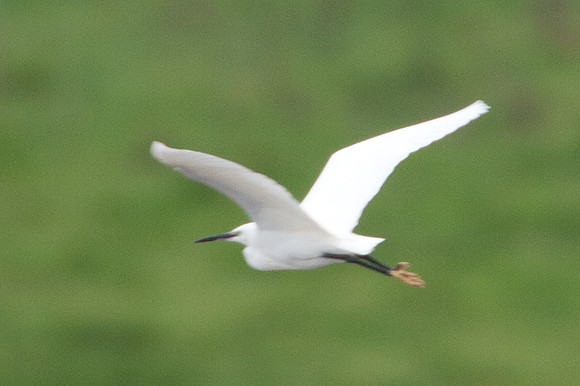 Little Egret (Egretta garzetta)