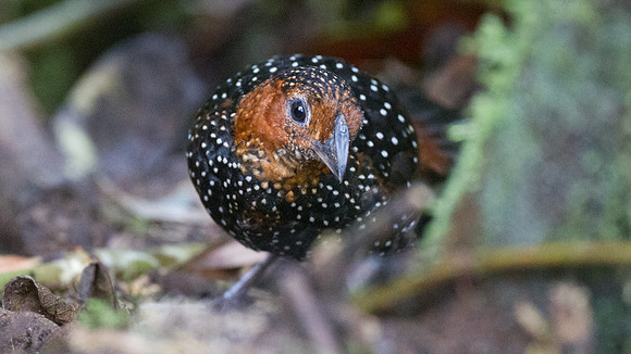 Ocellated Tapaculo (Acropternis orthonyx)