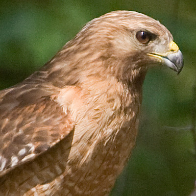 Red-shouldered Hawk (Buteo lineatus)