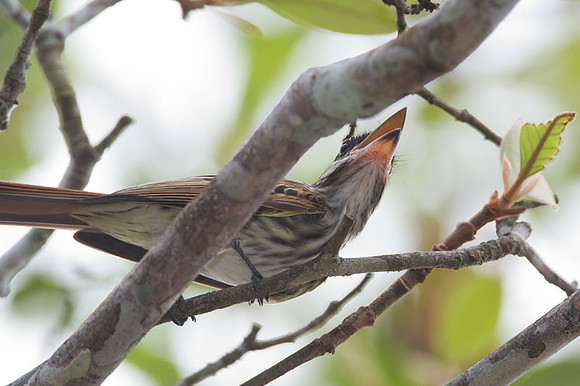 Streaked Flycatcher (Myiodynastes maculatus)