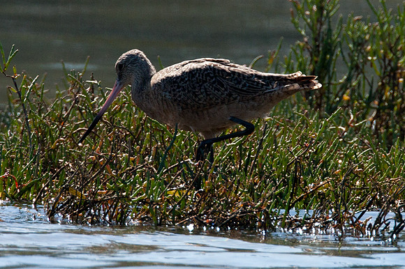 Marbled Godwit (Limosa fedoa)