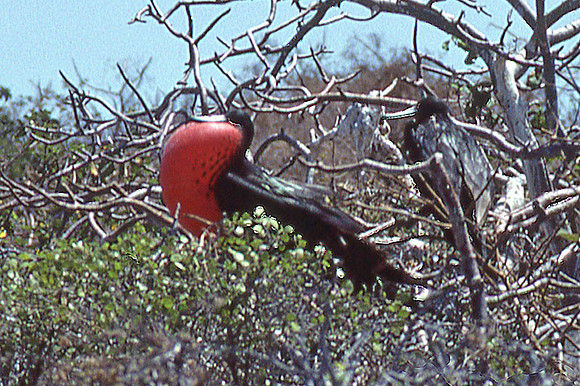 Great Frigatebird (Fregata minor)