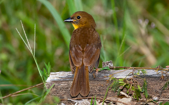 Red-throated Ant-tanager (Habia fuscicauda) female
