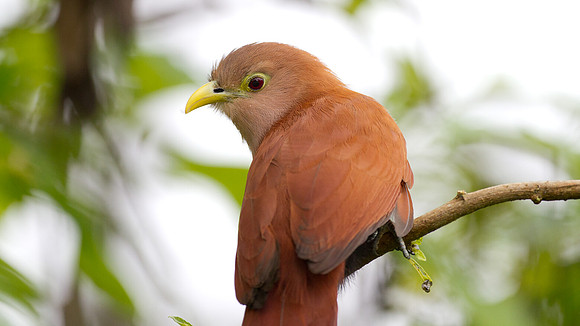 Squirrel Cuckoo (Piaya cayana)