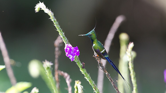 Wire-crested Thorntail (Discosura popelairii)