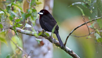 Silver-beaked Tanager (Ramphocelus carbo)