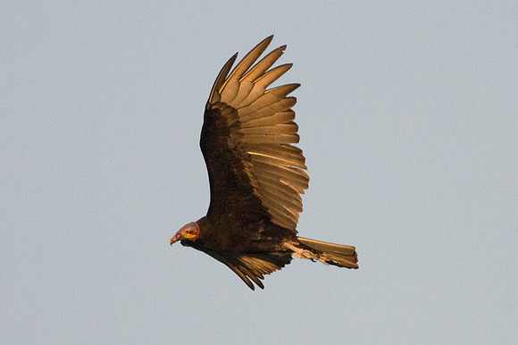 Greater Yellow-headed Vulture (Cathartes melambrotus) also known as Forest Vulture