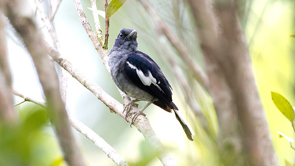 Oriental Magpie-Robin (Copsychus saularis) female