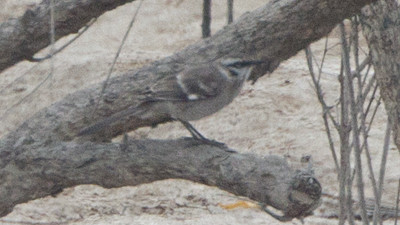 Long-tailed Mockingbird (Mimus longicaudatus)