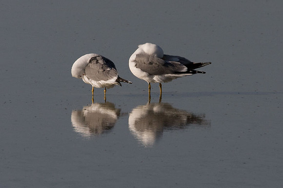 California Gull (Larus californicus)