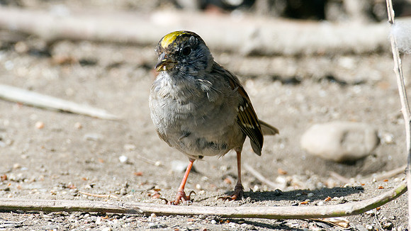Golden-crowned Sparrow (Zonotrichia atricapilla)