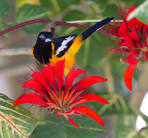 Venezuelan Troupial (Icterus icterus)