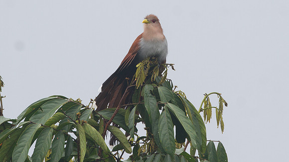 Squirrel Cuckoo (Piaya cayana)