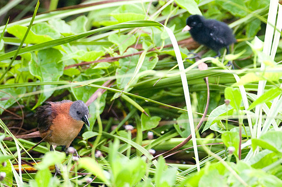 Ruddy Crake (Laterallus ruber)