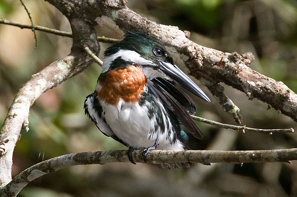 Amazon Kingfisher (Chloroceryle amazona) male