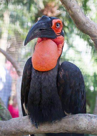 Southern ground-hornbill (Bucorvus leadbeateri)