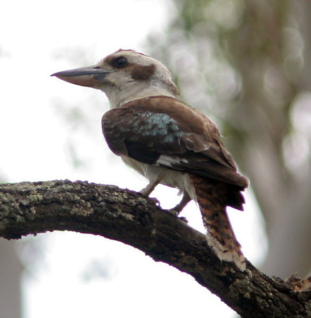 Laughing Kookaburra (Dacelo novaeguineae)