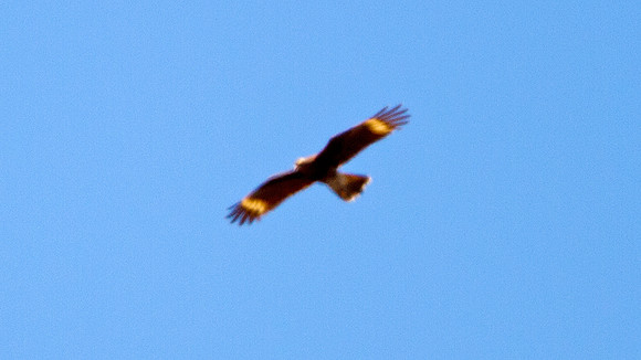 Mountain Caracara (Phalcoboenus megalopterus)
