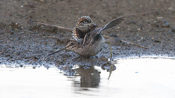 Wilson's Snipe (Gallinago delicata)