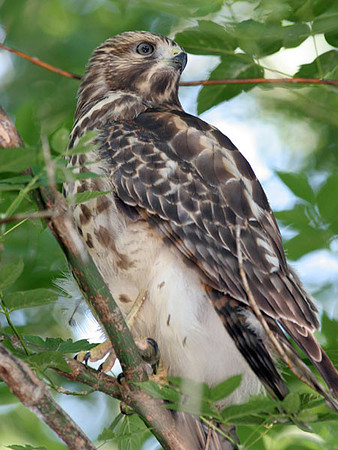 Broad-winged Hawk (Buteo platypterus) Immature
