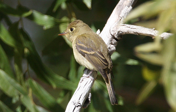 Cordilleran Flycatcher (Empidonax occidentalis)