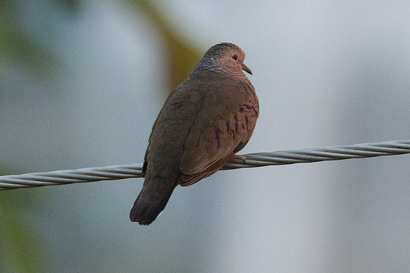 Common Ground Dove (Columbina passerina)