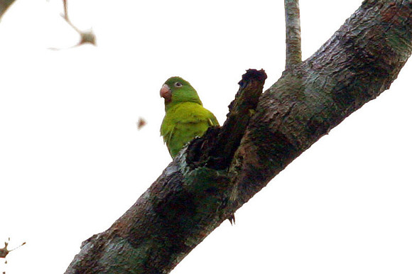 Orange-chinned Parakeet (Brotogeris jugularis) also known as Tovi Parakeet
