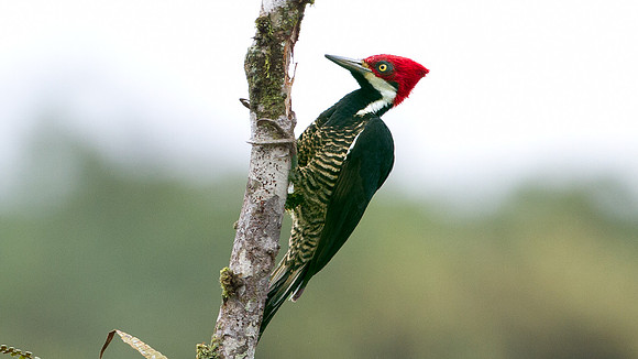 Guayaquil Woodpecker (Campephilus gayaquilensis) female