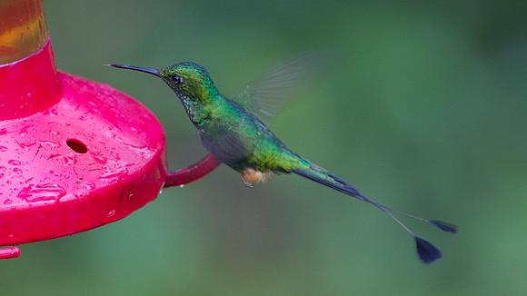 Booted Racket-tail (Ocreatus underwoodii)