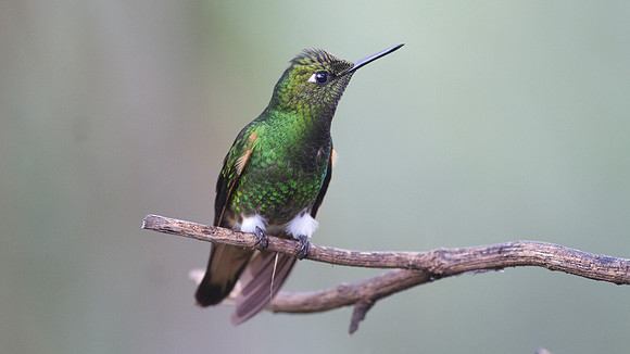 Buff-tailed Coronet (Boissonneaua flavescens)