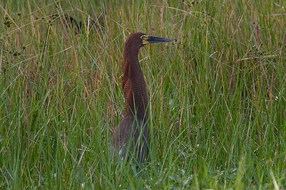 Rufescent Tiger Heron (Tigrisoma lineatum)